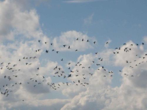 a flock of birds flying in the sky at Holiday home Groß Kordshagen - Ostsee 2741 in Groß Kordshagen