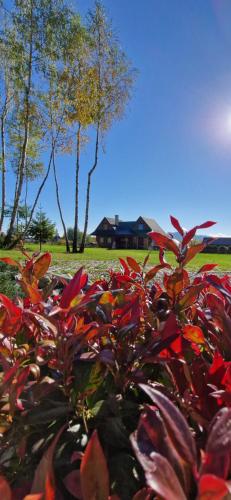 a bush with red leaves in front of a house at Babiogórskie Domki in Lipnica Wielka