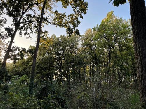 a forest of trees with a blue sky in the background at The Jungle Retreat by Jabula Getaways in Dehradun