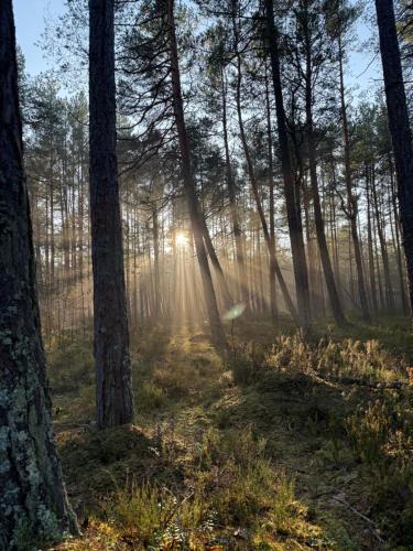 a forest with the sun shining through the trees at Cozy Seaside apartments in Carnikava