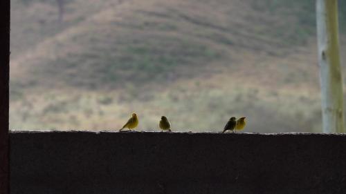 Afbeelding uit fotogalerij van Cabana HouseLander in Sapucaí-Mirim