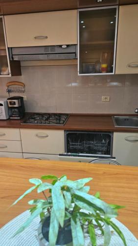 a kitchen with a plant sitting on a table at Eva apartments in Mamaia