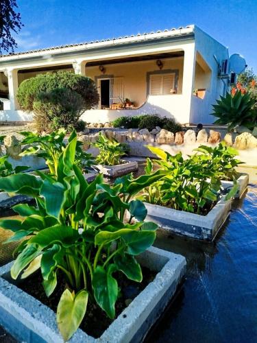 a house with three raised plants in a yard at Casa Oasis - Paraiso na Terra in Tunes