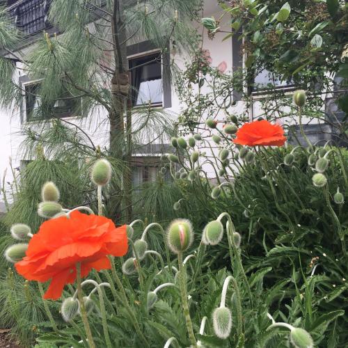 a garden with red flowers in front of a building at Haus Sonnenschein in Mespelbrunn