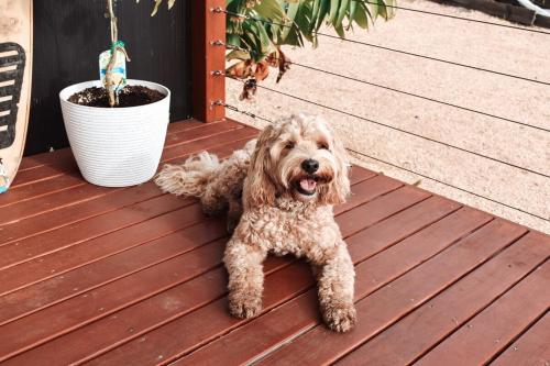 Huéspedes con una o varias mascotas en Hilltop Hideaway ~ Bay of Fires