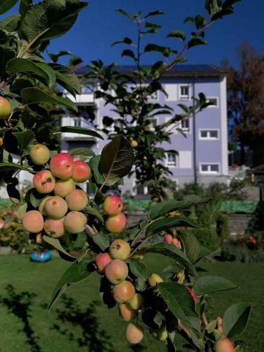 a bunch of apples on a tree in front of a house at Apartment in Bad Steben - Bayern 50803 in Bad Steben