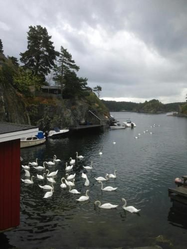 a flock of swans swimming in a body of water at Captain's House With Private Dock In Bamble in Stathelle