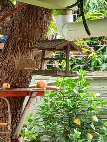 a table with fruit on it next to a tree at Pousada Primavera in Bonito