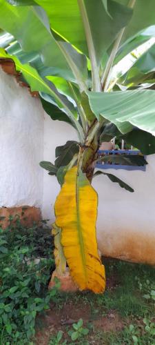 a banana tree with a bunch of leaves on it at Casa Bakero in Barichara