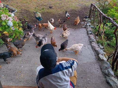 ゲストハウスの敷地内または近くにいる動物