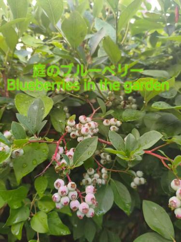 a tree with blue berries in the garden at 祥和之家 Serenity Home in Omachi