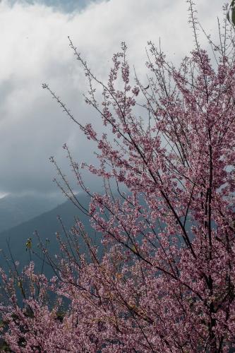 a tree with pink flowers on it in the sky at Idilicos Mauá in Visconde De Maua