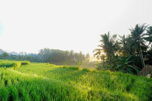 a field of green grass with palm trees in the background at Ubud Jungle Stay by WAHM Hotel Management in Ubud