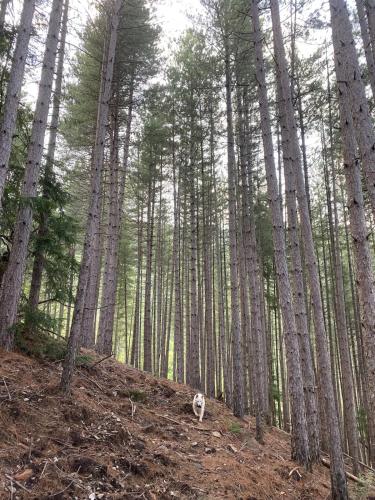 a dog standing in the middle of a forest of trees at Tente tipi en forêt de châtaigniers in Dompnac