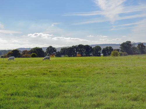 two sheep grazing in a field of green grass at The Old Bull Pen in Appleshaw