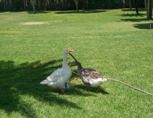 two ducks standing on the grass with a leash at Solio Gardens Nanyuki in Nanyuki