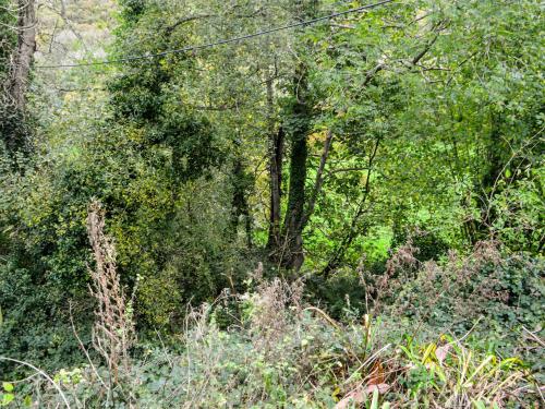 a tree in the middle of a forest at Two Peas In A Pod in Henfynyw Upper