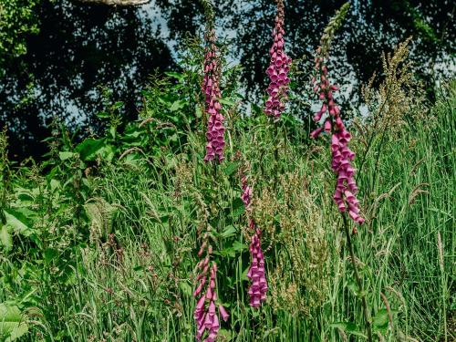 Κήπος έξω από το Mimi's Meadow-Uk36576