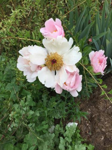a group of pink and white flowers in a garden at Shakespeare's View in Stratford-upon-Avon