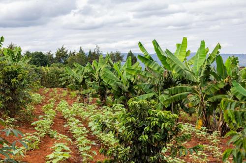 Gallery image of Elmadel Coffee Gardens 5Bedroom Villa Mua Hills 50kms from Nairobi in Machakos