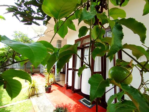 Zahrada ubytování Chinuka villa