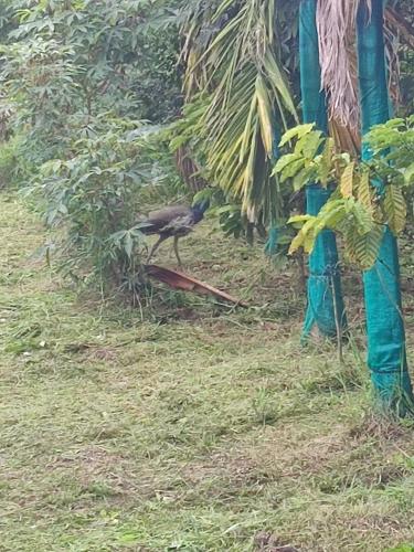 a bird standing on the grass in a field at Mountain View Stay in Kushālnagar