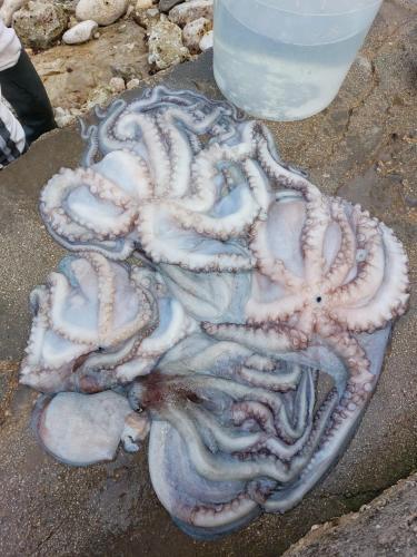 an octopus on the ground next to a glass of water at Tina's House in Barletta