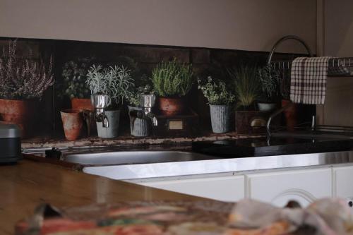 a kitchen counter with potted plants on the wall at Aalkie's Dream in Swellendam