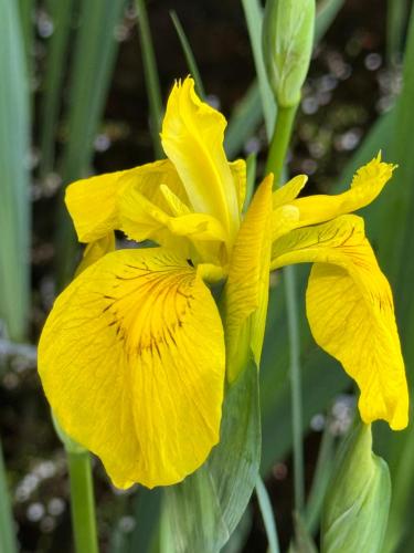 a close up of a yellow flower at The Mill House in Berwick Saint James