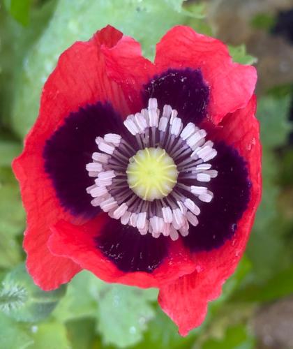 a close up of a red poppy flower at The Mill House in Berwick Saint James