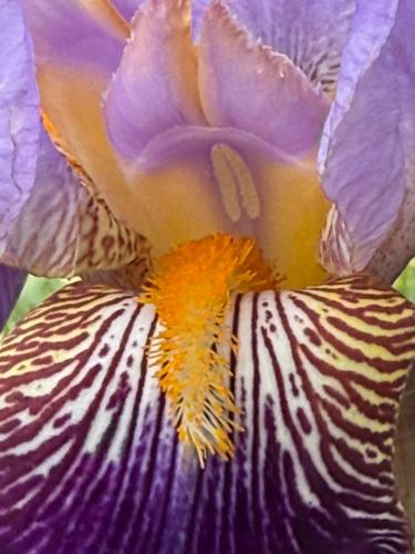 a close up of a purple and yellow flower at The Mill House in Berwick Saint James