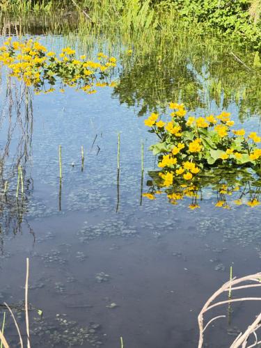 a bunch of yellow flowers in the water at The Mill House in Berwick Saint James