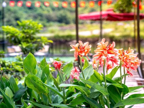 a group of orange and red flowers in a garden at Tràng An Sunny River Homestay in Ninh Binh
