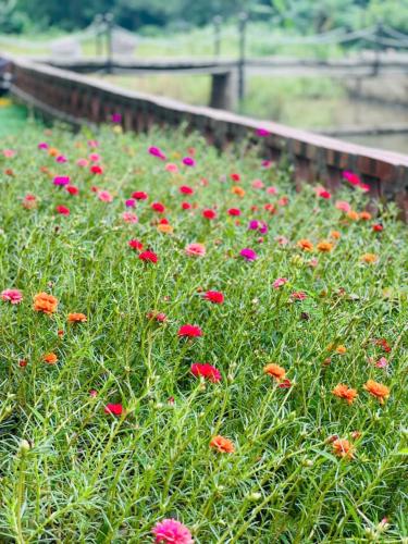 a field of red and pink flowers in the grass at Tràng An Sunny River Homestay in Ninh Binh