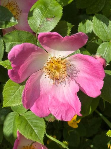 a pink flower on a bush with green leaves at The Mill House in Berwick Saint James