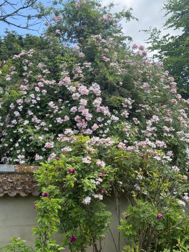 a bunch of pink roses on top of a fence at The Mill House in Berwick Saint James