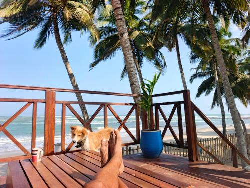 a person sitting on a deck with a dog on the beach at Rent your own private beach bungalow in Ampeni