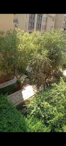 a garden with bushes and trees in front of a building at 3BR furnished apartment in Madinaty B1 شقة مفروشة 3 غرف نوم في مدينتي in Madinaty