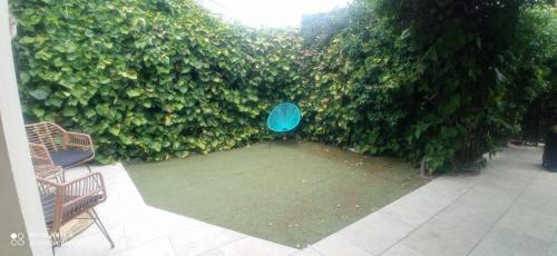 a blue frisbee in front of a hedge at Charmant maisonnette in Avignon