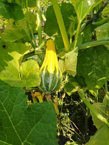 a yellow squash growing on a plant in the garden at La Casa di Linda in Mirano
