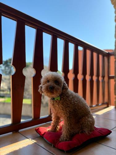 a small brown dog sitting on a pillow on a porch at Apartamentos Cal Ratero in Maçanet de Cabrenys