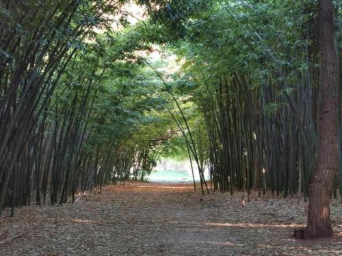 a tunnel of bamboo trees on a dirt road at Pretty Holiday Home in Courry with Swimming Pool in Courry