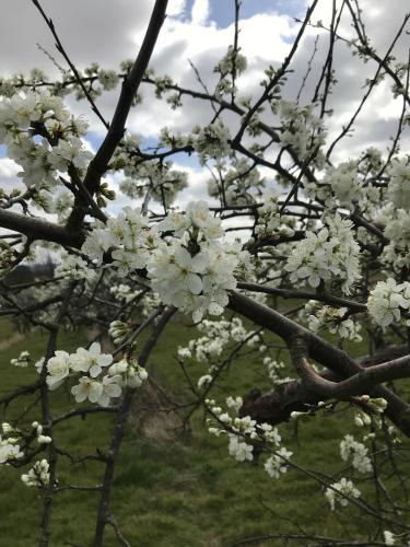 a tree with white flowers on it in a field at Shakespeare's View in Stratford-upon-Avon
