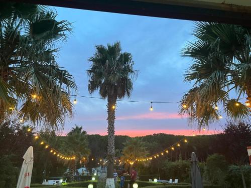 a palm tree with lights in a garden at dusk at Hotel Kupola in Spille