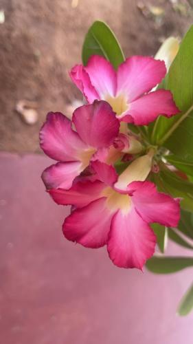 a bunch of pink flowers in a vase at Anandas Beach Resort in Trincomalee