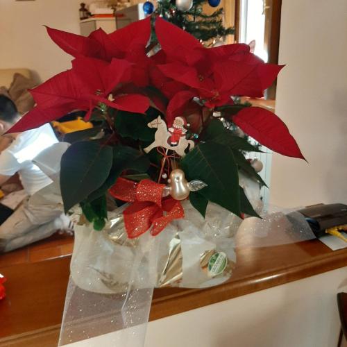 a vase filled with red poinsettias on a table at Affittacamere Il Vecchio Mandorlo in Quarrata