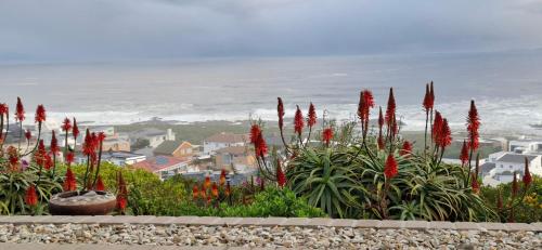 a bunch of red flowers in front of a city at Tweede Wind in Yzerfontein