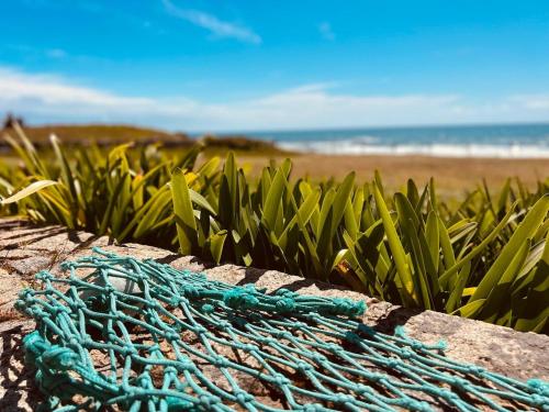 a blue rope sitting next to a green plant at Maisons Bodenn - Villa de Pors Riagat Front de Mer in Plobannalec-Lesconil