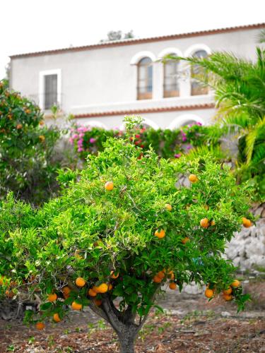 Taman di luar Agroturisme Can Planells
