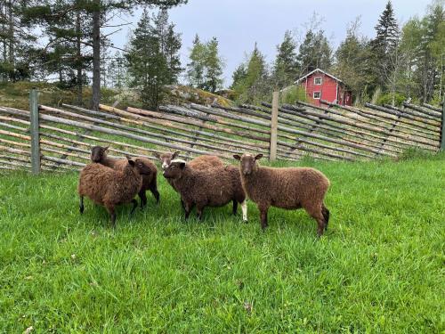 a group of sheep standing in a field at Lomahyppäys in Naantali